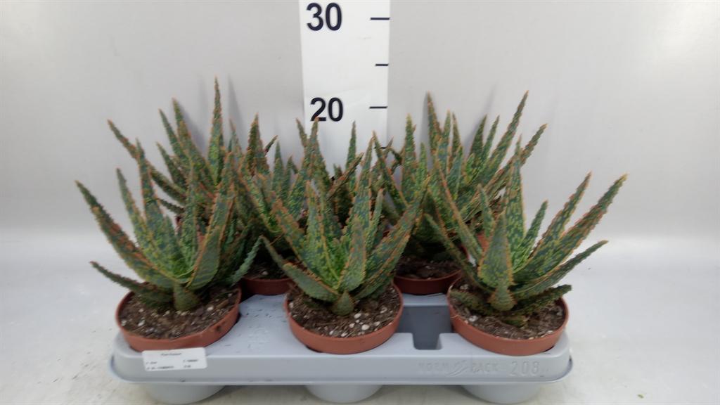 Горшечные цветы и растения оптом Aloe ... от 8шт из Голландии с доставкой по России