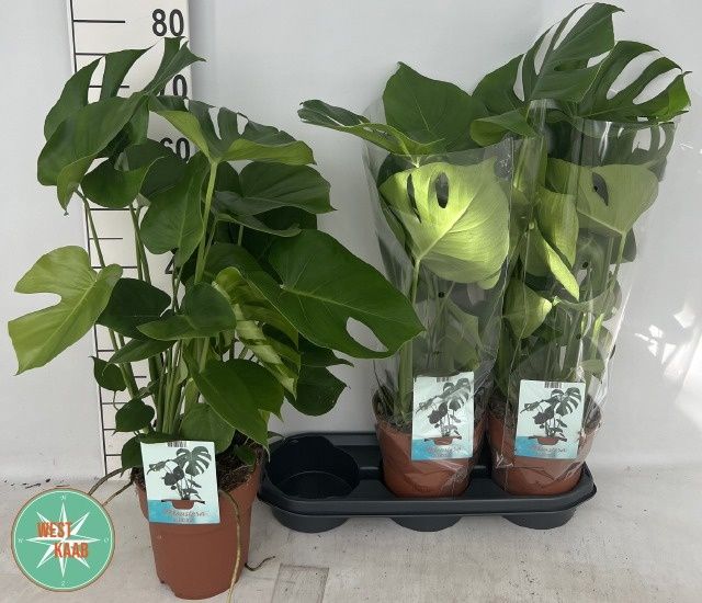 Горшечные цветы и растения оптом Monstera Deliciosa от 3шт из Голландии с доставкой по России