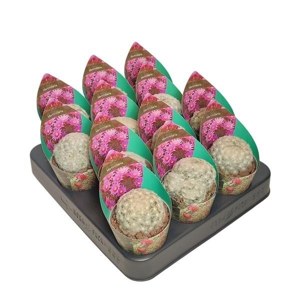 Горшечные цветы и растения оптом Mammillaria Plumosa Potcover от 12шт (для телеги) из Голландии с доставкой по России