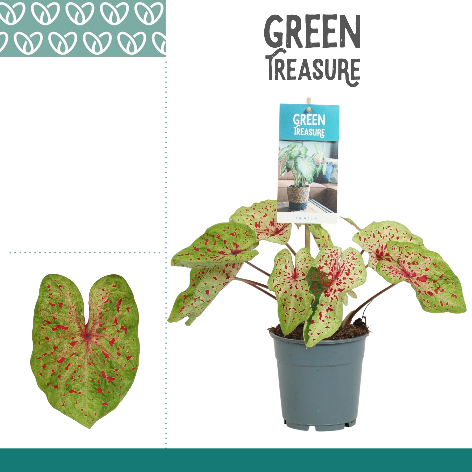 Горшечные цветы и растения оптом Caladium Bicolor от 6шт из Голландии с доставкой по России