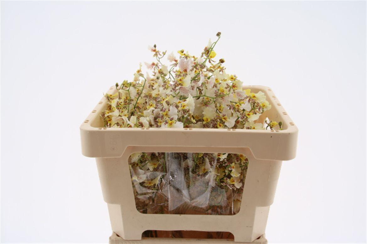 Срезанные цветы оптом Oncidium white snow от 30шт из Голландии с доставкой по России