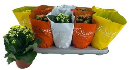 Горшечные цветы и растения оптом Kal Ge Gem P12 от 10шт из Голландии с доставкой по России