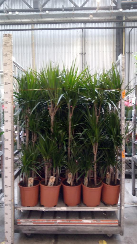 Горшечные цветы и растения оптом Dracaena Marg. от 1шт из Голландии с доставкой по России