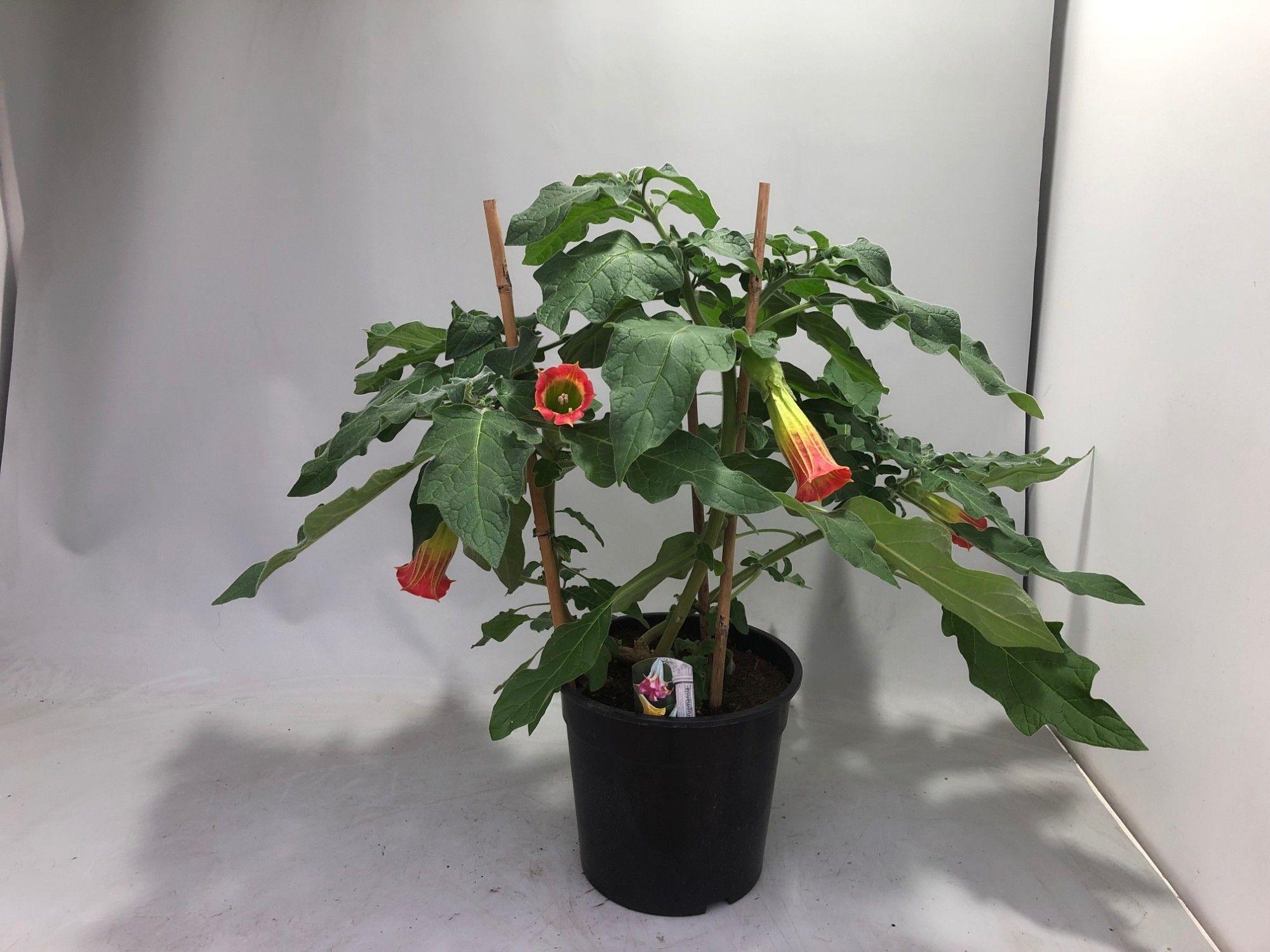 Горшечные цветы и растения оптом Brugm Ov от 1шт из Голландии с доставкой по России