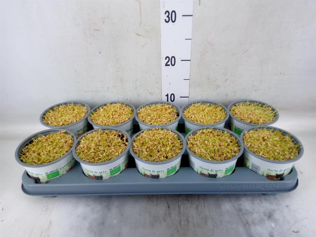 Горшечные цветы и растения оптом Hordeum Sp.   ...kattegras Zaai от 10шт из Голландии с доставкой по России