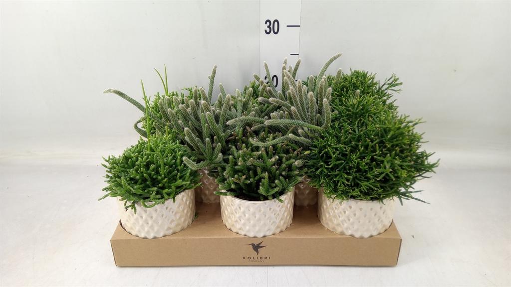 Горшечные цветы и растения оптом Rhipsalis   ...mix от 8шт (для телеги) из Голландии с доставкой по России