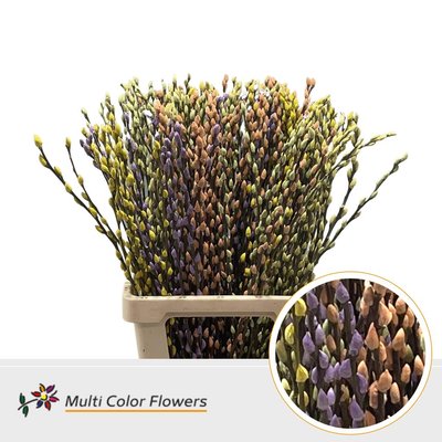 Срезанные цветы оптом Salix paint pussy willow mix easter от 200шт из Голландии с доставкой по России