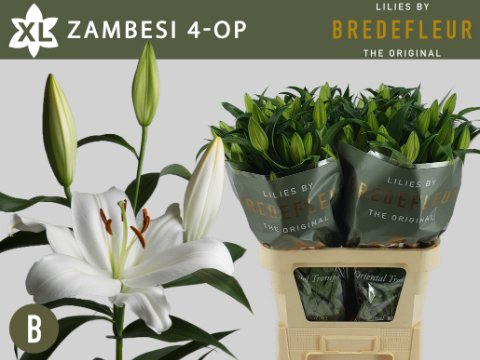 Срезанные цветы оптом Lilium or zambesi от 60шт. из Голландии с доставкой по России