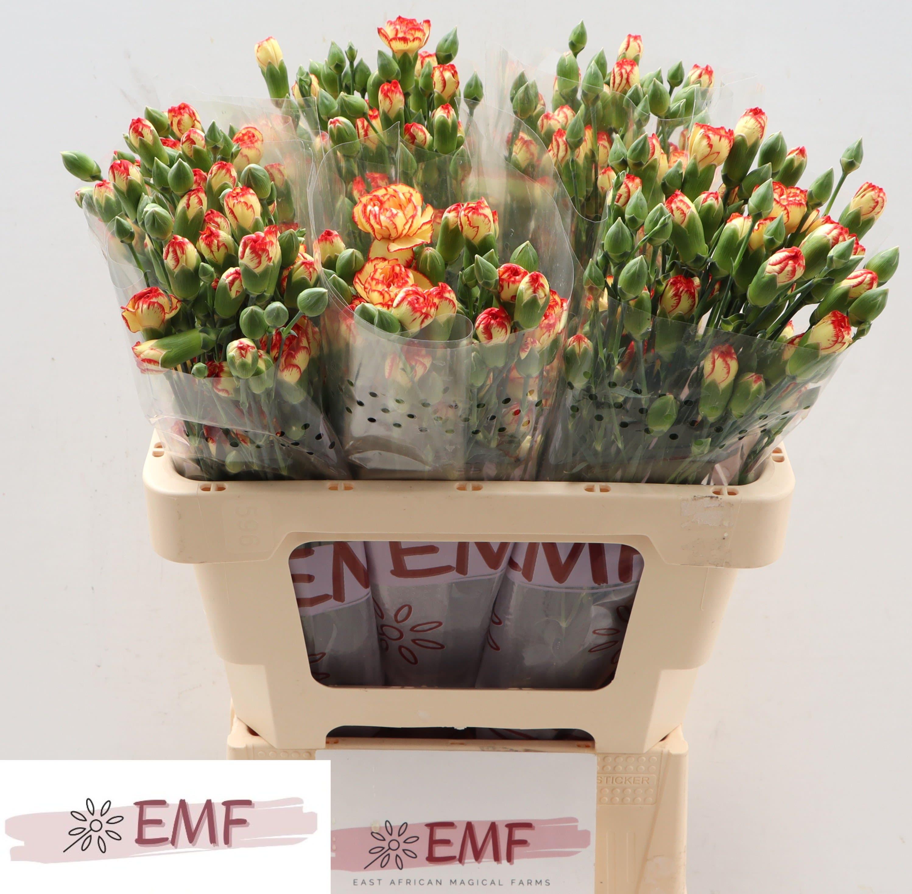Срезанные цветы оптом Dianthus sp boogie от 60шт из Голландии с доставкой по России