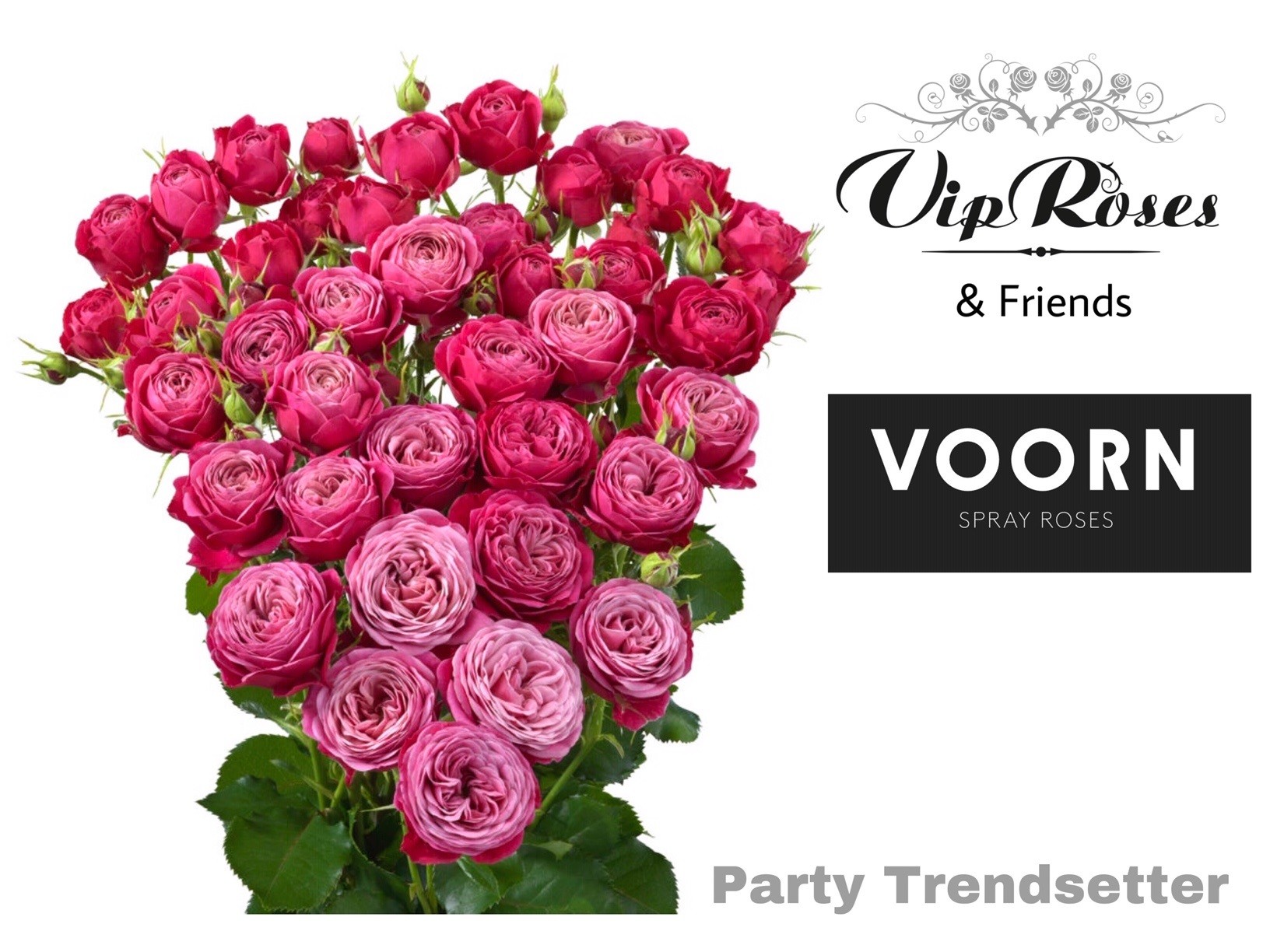 Срезанные цветы оптом Rosa spray party trendsetter от 20шт из Голландии с доставкой по России