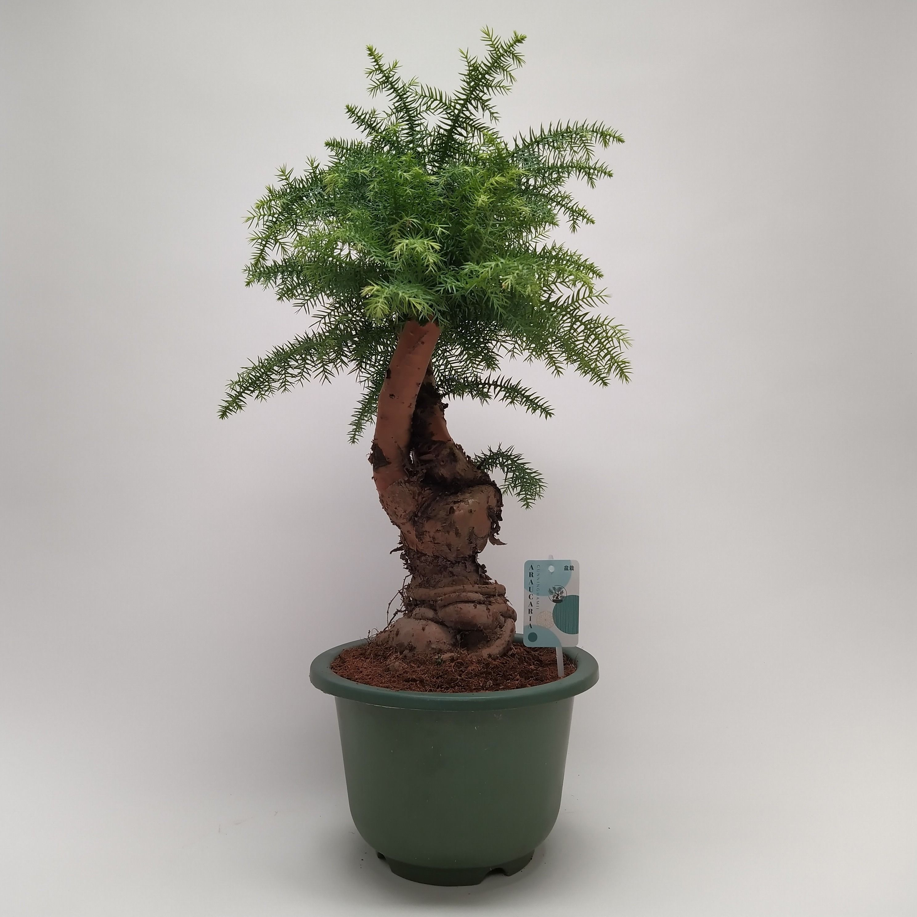 Горшечные цветы и растения оптом Bonsai Araucaria Cunninghamii от 1шт из Голландии с доставкой по России