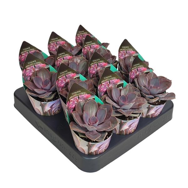 Горшечные цветы и растения оптом Echeveria Perle Von Nurnberg Potcover от 12шт (для телеги) из Голландии с доставкой по России