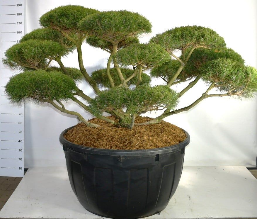 Горшечные цветы и растения оптом Pinus Mugo Mugo от 1шт из Голландии с доставкой по России