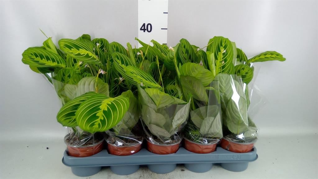Горшечные цветы и растения оптом Maranta Leuc. lemon от 10шт из Голландии с доставкой по России