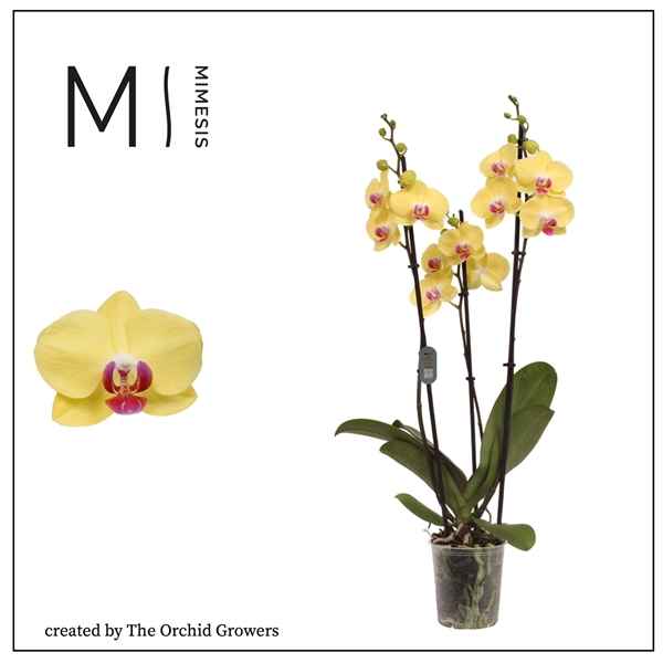 Горшечные цветы и растения оптом Phal 3st Miraflore 20= Mimesis от 10шт из Голландии с доставкой по России