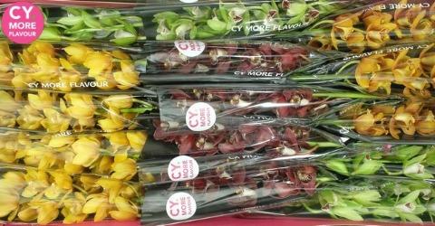 Срезанные цветы оптом Minicymbidium mix autumn от 6шт.. из Голландии с доставкой по России