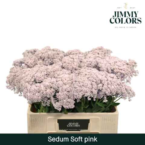 Срезанные цветы оптом Sedum paint pink light от 25шт из Голландии с доставкой по России