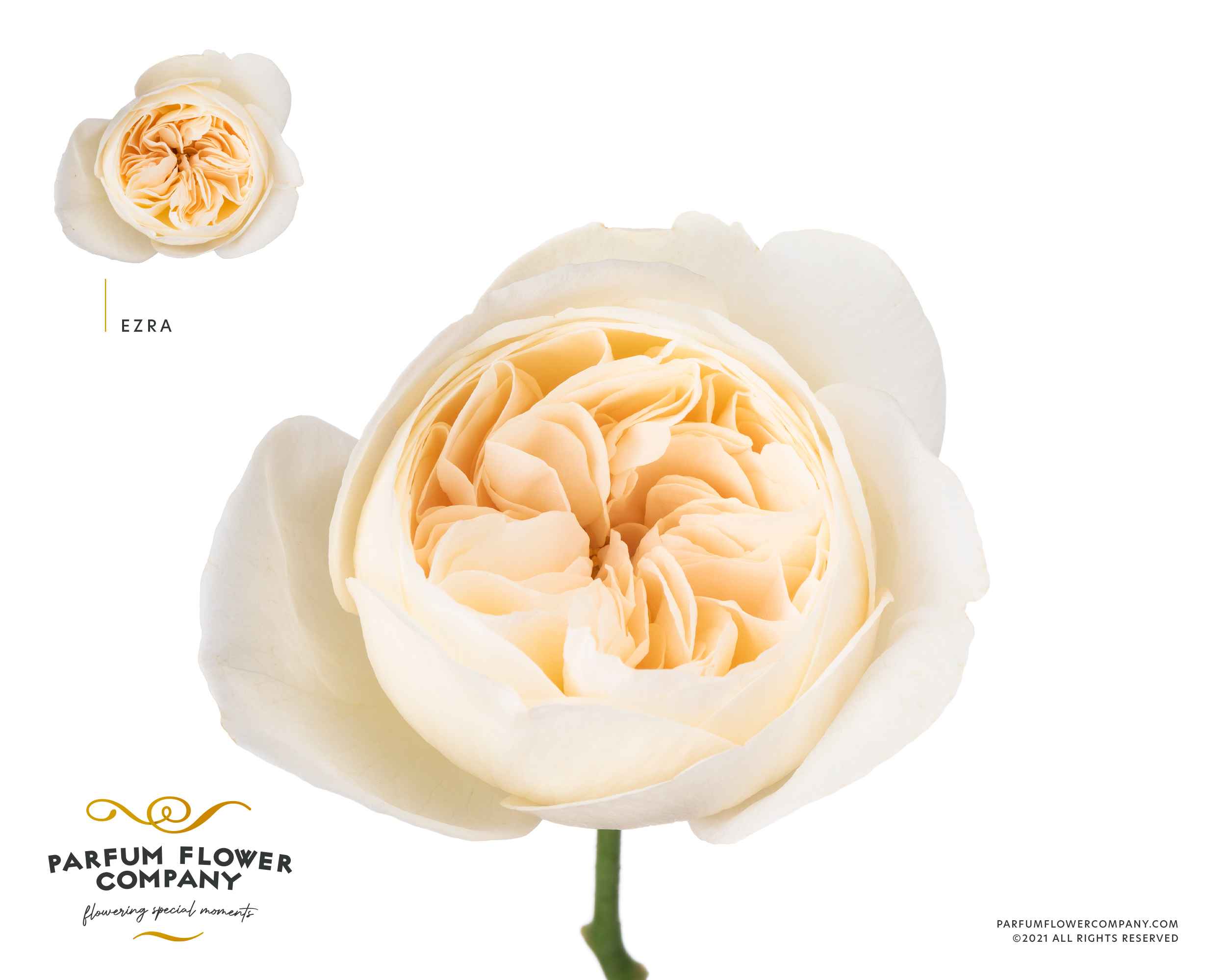 Срезанные цветы оптом Rosa la garden ezra от 20шт из Голландии с доставкой по России
