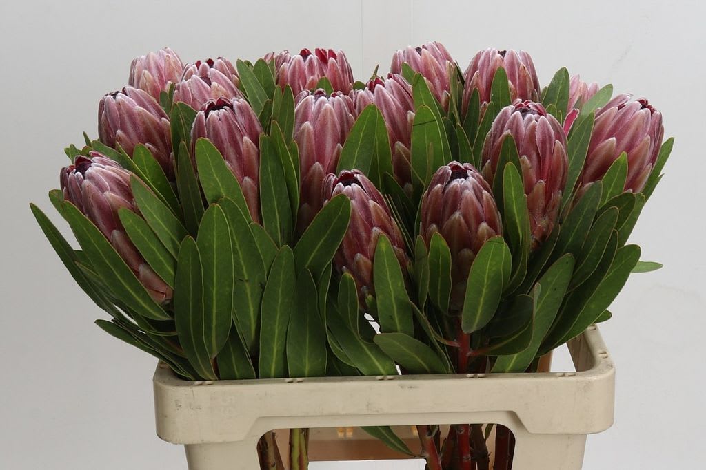 Срезанные цветы оптом Protea pink ice от 20шт. из Голландии с доставкой по России