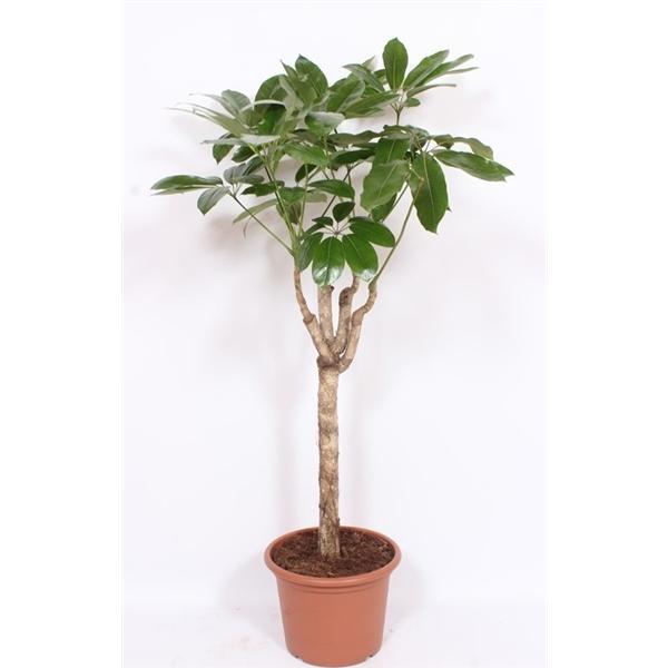 Горшечные цветы и растения оптом Schefflera Actinophylla Amate от 1шт из Голландии с доставкой по России