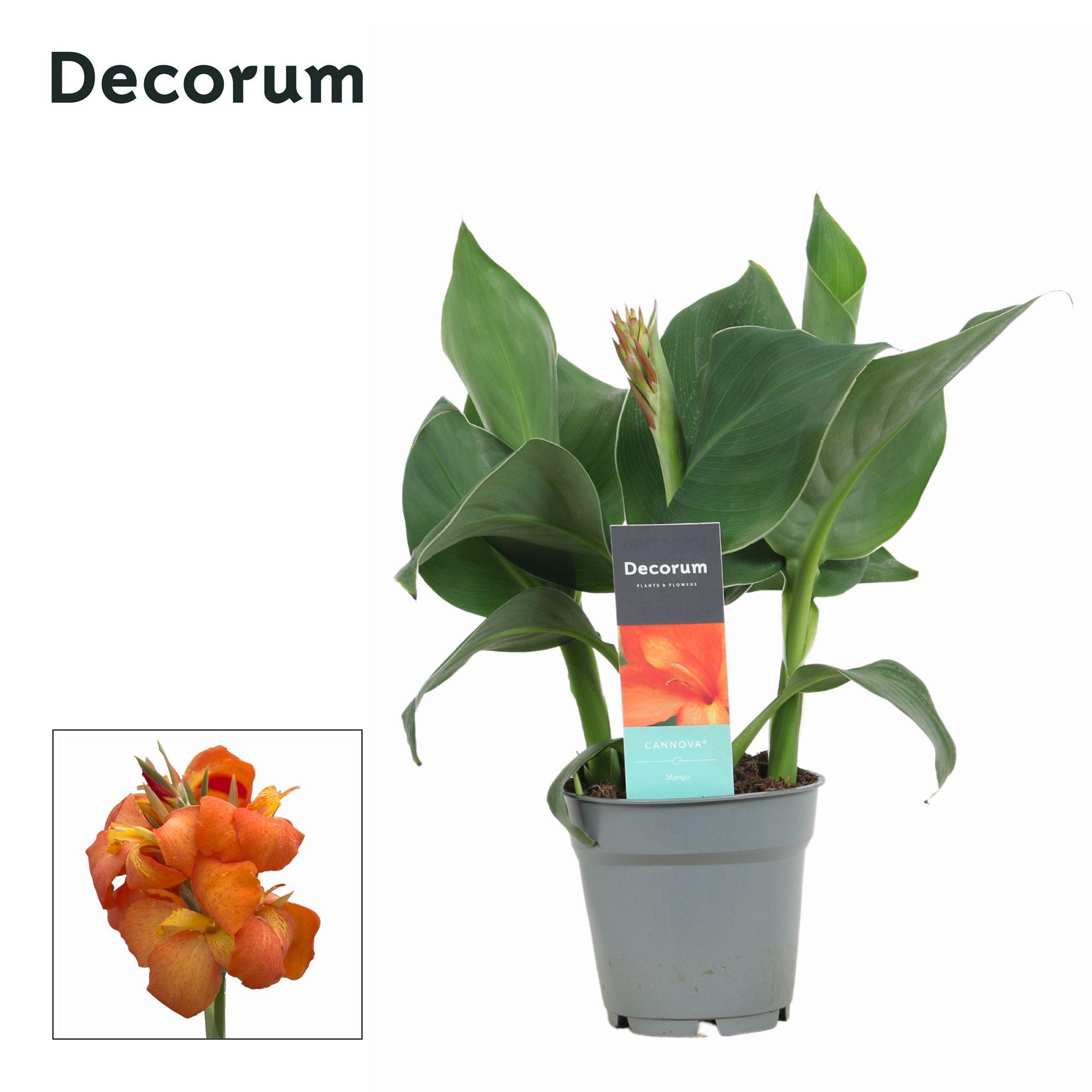 Горшечные цветы и растения оптом Canna Mango (decorum) от 10шт из Голландии с доставкой по России