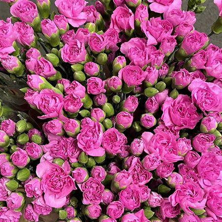 Срезанные цветы оптом Dianthus sp malibu от 100шт. из Голландии с доставкой по России