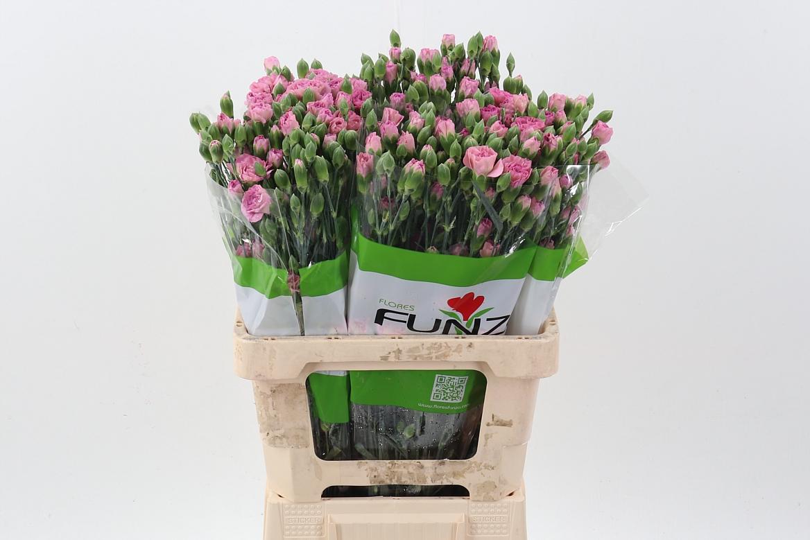 Срезанные цветы оптом Dianthus sp mocca sweet от 100шт из Голландии с доставкой по России
