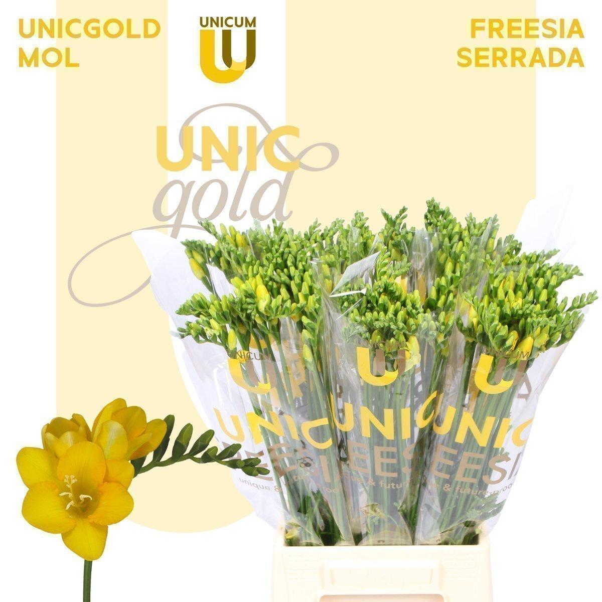 Срезанные цветы оптом Freesia si serrada от 100шт из Голландии с доставкой по России