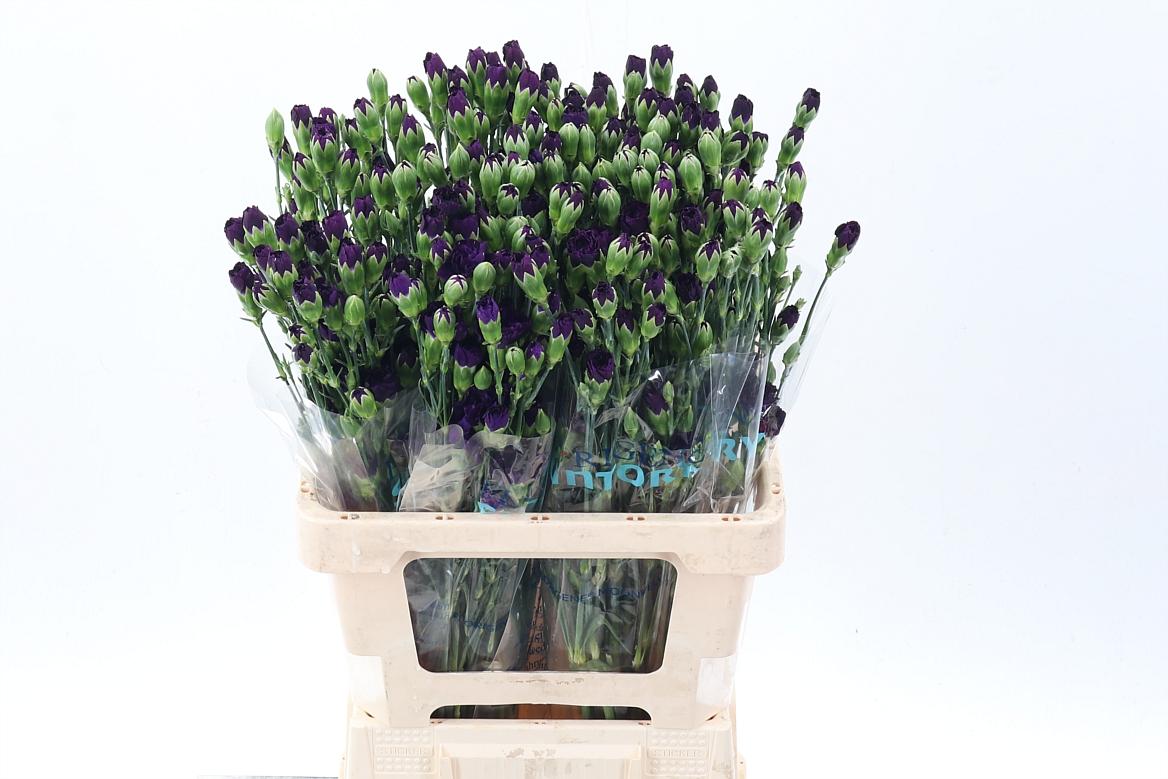 Срезанные цветы оптом Dianthus sp florigene moonvelvet от 100шт. из Голландии с доставкой по России