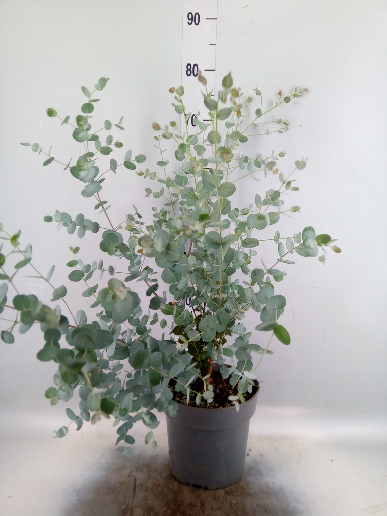 Горшечные цветы и растения оптом Eucalyptus Gunnii от 1шт из Голландии с доставкой по России