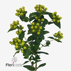 Срезанные цветы оптом Hypericum mag green revival от 100шт из Голландии с доставкой по России Срезанные цветы оптом Hypericum mag green revival от 100шт из Голландии с доставкой по России