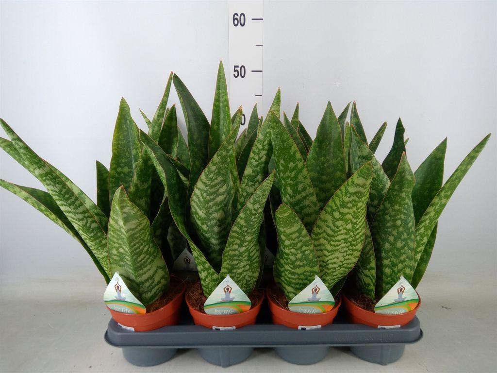 Горшечные цветы и растения оптом Sansevieria Trifa.   ... от 7шт из Голландии с доставкой по России