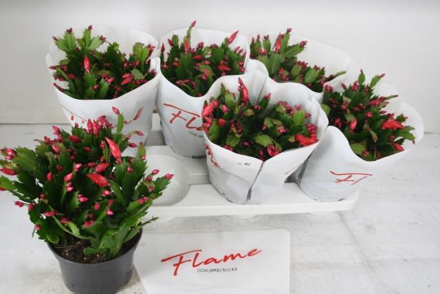 Горшечные цветы и растения оптом Schlumb Flame Red от 6шт из Голландии с доставкой по России