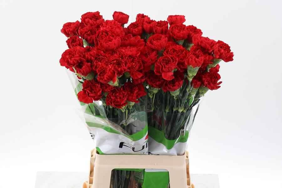 Срезанные цветы оптом Dianthus st red soho от 80шт из Голландии с доставкой по России