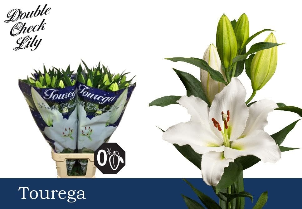 Срезанные цветы оптом Lilium or tourega от 40шт из Голландии с доставкой по России