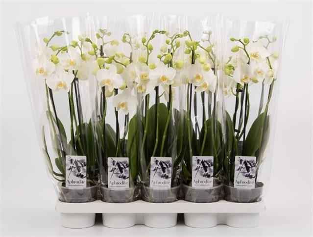 Горшечные цветы и растения оптом Phalaenopsis White от 10шт из Голландии с доставкой по России