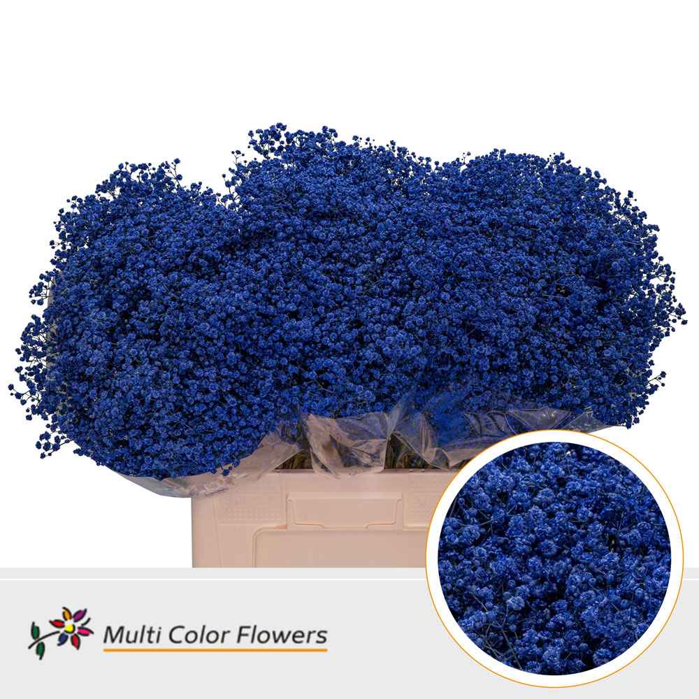 Срезанные цветы оптом Gyps large paint blue dark от 100шт. из Голландии с доставкой по России