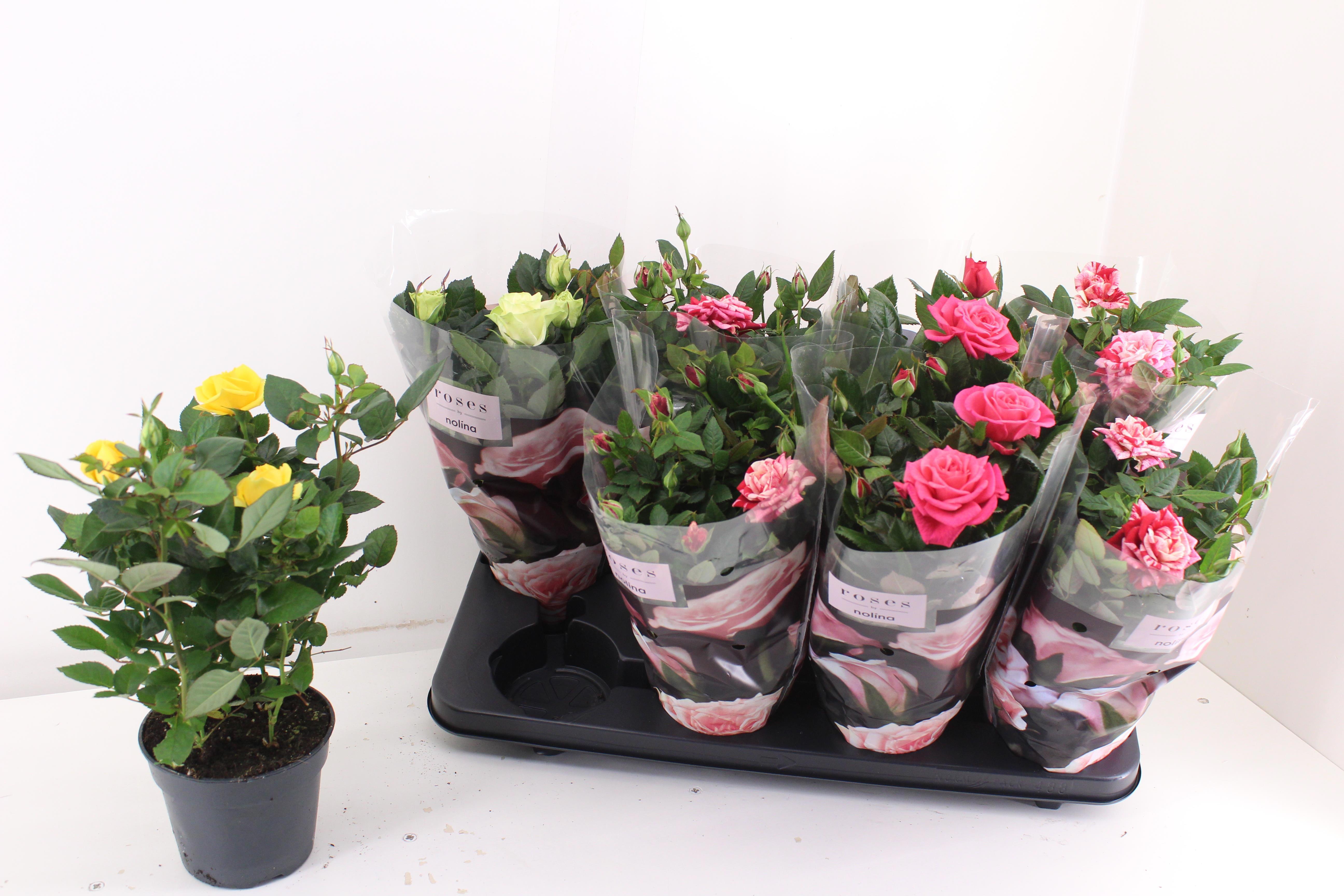 Горшечные цветы и растения оптом Ro Pathit Gem 4 Srt от 8шт из Голландии с доставкой по России