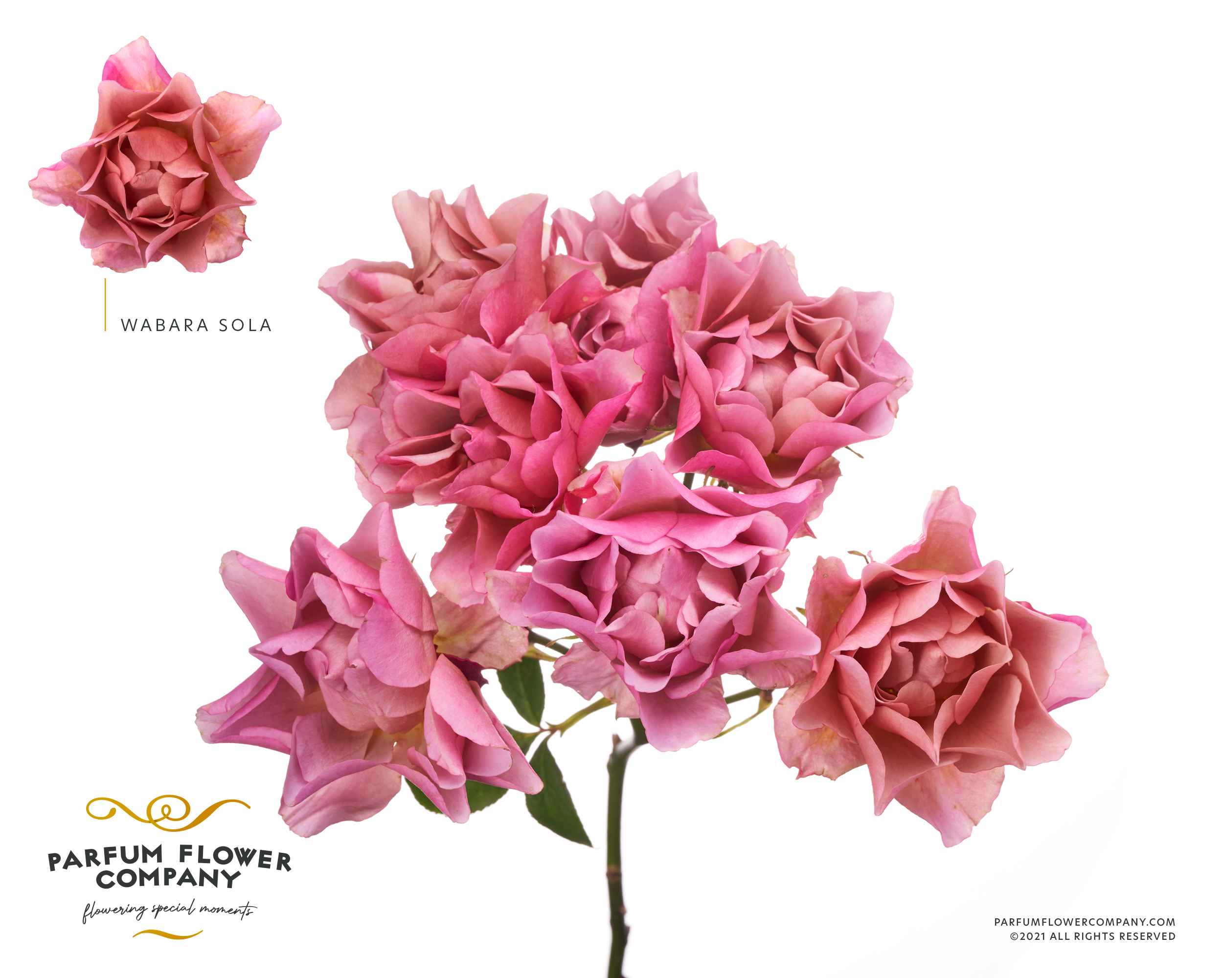 Срезанные цветы оптом Rosa la garden wabara sola от 12шт из Голландии с доставкой по России