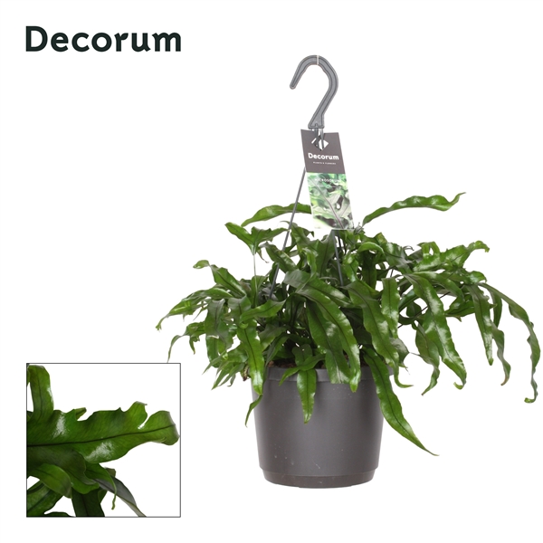 Горшечные цветы и растения оптом Microsorum Diversifolium Hangpot (decorum) от 6шт из Голландии с доставкой по России