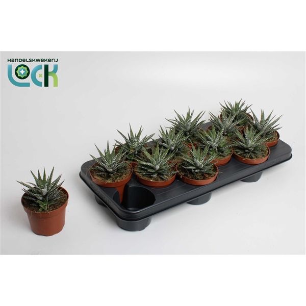 Горшечные цветы и растения оптом Haworthia Big Band от 14шт из Голландии с доставкой по России