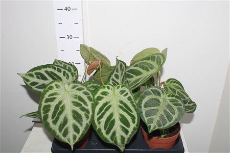 Горшечные цветы и растения оптом Anthu Silver Blush от 6шт из Голландии с доставкой по России Горшечные цветы и растения оптом Anthu Silver Blush от 6шт из Голландии с доставкой по России