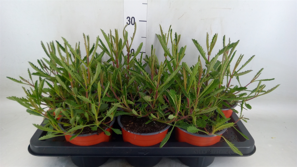 Горшечные цветы и растения оптом Verbena Bonariensis от 7шт из Голландии с доставкой по России