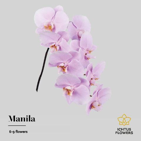 Срезанные цветы оптом Phalaenopsis manila (per stem) от 10шт. из Голландии с доставкой по России