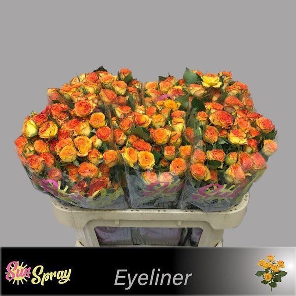 Срезанные цветы оптом Rosa spray eyeliner от 50шт из Голландии с доставкой по России