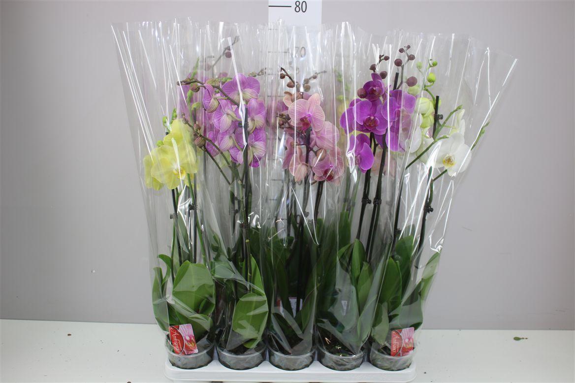 Горшечные цветы и растения оптом Phal Gemengd 2 Tak 18+ от 10шт из Голландии с доставкой по России