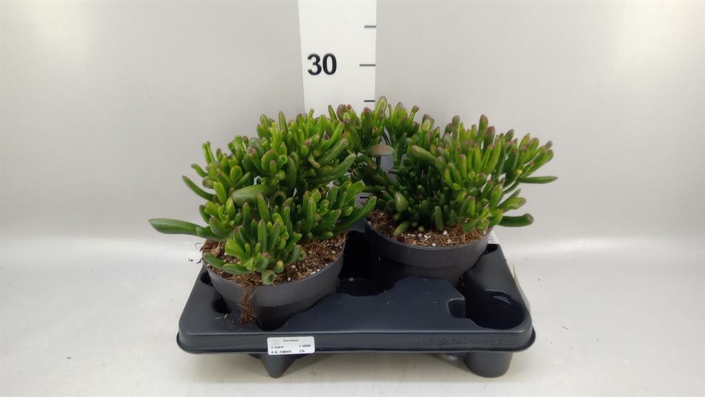Горшечные цветы и растения оптом Crassula Ovata gollum от 2шт из Голландии с доставкой по России