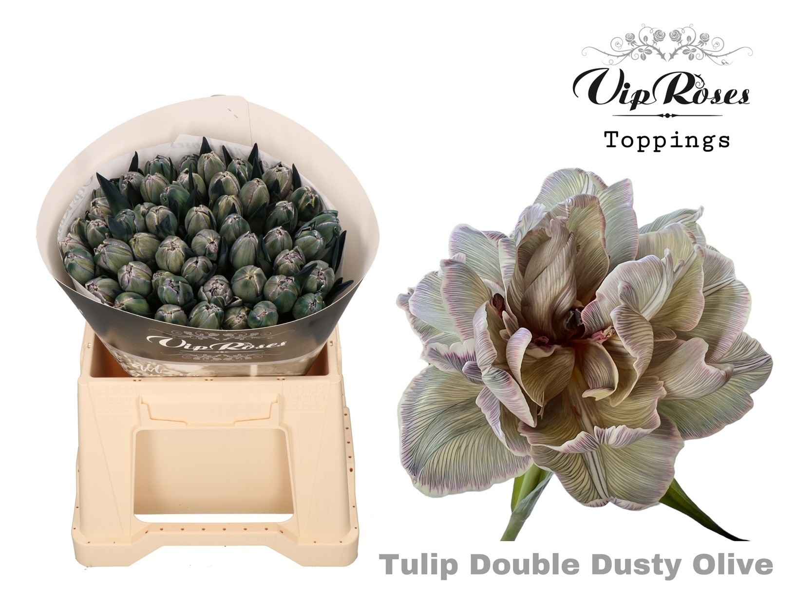 Срезанные цветы оптом Tulipa do paint dusty olive от 50шт из Голландии с доставкой по России