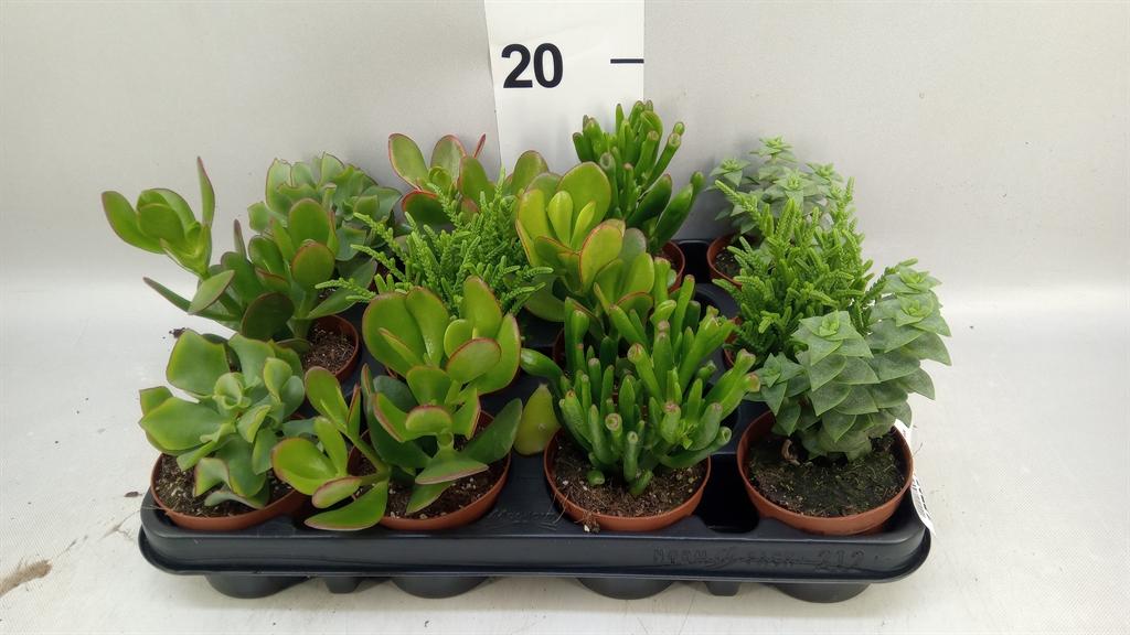 Горшечные цветы и растения оптом Crassula ...mix от 12шт (для телеги) из Голландии с доставкой по России