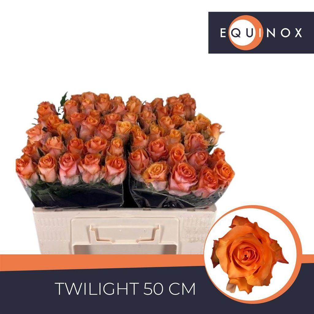 Срезанные цветы оптом Rosa large twilight от 60шт из Голландии с доставкой по России